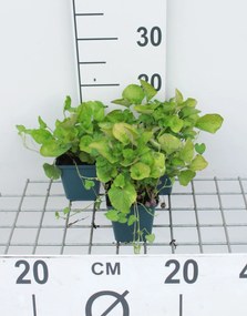 Viola odorata 'Königin Charlotte' - pot 9x9 cm -