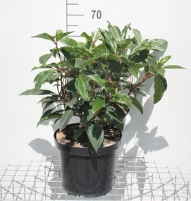 Viburnum davidii - pot 15L - 50-60 cm