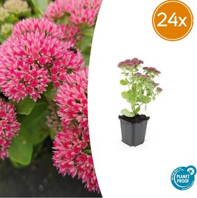 Sedum 'Herbstfreude' - 20cm