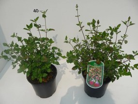 Salvia microphylla 'Hot Lips' - pot 2L -