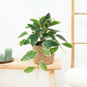 Kunst hang Hoya Variegata - 23cm