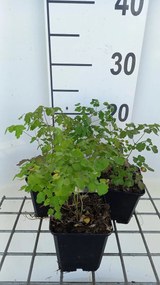 Thalictrum delavayi 'Hewitt's Double' - pot 9x9 cm -