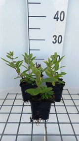 Veronicastrum sibiricum 'Red Arrows' - pot 9x9 cm -