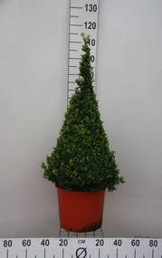 Buxus sempervirens - pot - 80+ cm - piramidevorm