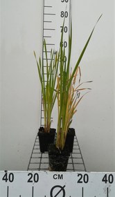 Typha latifolia - pot 9x9 cm -