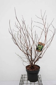 Cornus kousa var. chinensis - pot 12L - 100-125 cm