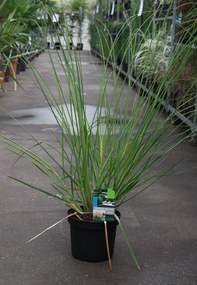 Cortaderia selloana 'Pumila' - pot 3L -