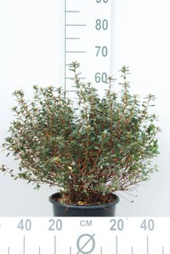 Azalea japonica - paars - pot 10L - 50-60 cm
