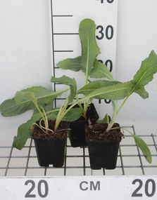 Kardoen - pot 9x9 cm (Cynara cardunculus) -