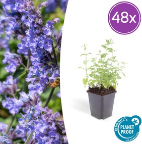 Nepeta 'Six Hills Giant' - 20cm