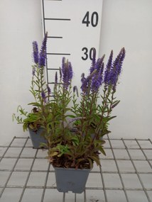 Veronica spicata 'Blauteppich' - pot 9x9 cm