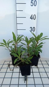 Penstemon 'Catherine de la Mare' - pot 9x9 cm -