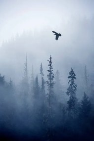 Foto View of forest on cold foggy day, Grant Faint