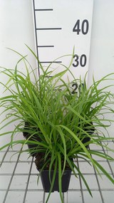 Carex sylvatica - pot 9x9 cm -