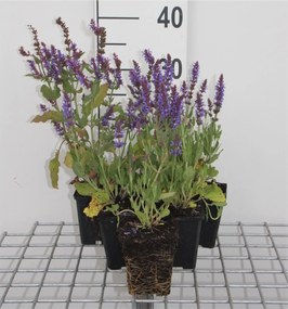 Salvia nemorosa 'Blauhügel' - pot 9x9 cm -
