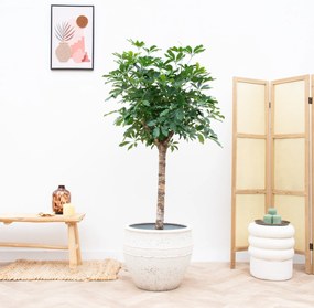Schefflera op stam - 170cm