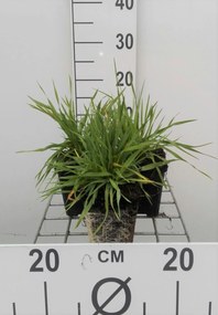 Briza media - pot 9x9 cm -