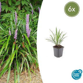 Liriope Muscari 'Ingwersen' - 20cm