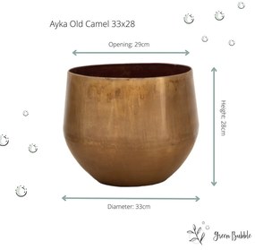 Ayka old camel