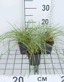 Festuca mairei - pot 9x9 cm