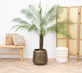 Phoenix Roebelenii op stam - 170cm