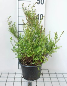 Lonicera nitida 'Ernest Wilson' - pot 2L - 30-40 cm