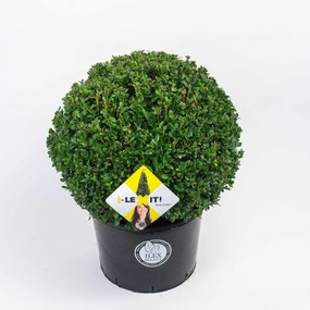 Ilex crenata 'Icoprins11' (Dark Green) - pot 25L - bolvorm diameter 50+ cm