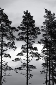 Foto Swedish Trees, Mareike Böhmer, (26.7 x 40 cm)