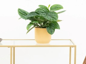 Epipremnum pinnatum 'Marble Planet' - 30 cm