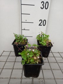 Cymbalaria muralis - pot 9x9 cm -