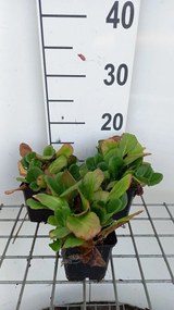 Bergenia 'Abendglut' - pot 9x9 cm