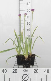 Allium aflatunense 'Purple Sensation' - Sierui - pot 9x9 cm -