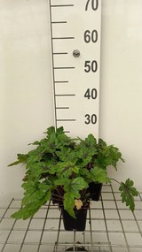 Tiarella 'Sugar and Spice' - pot 9x9 cm -