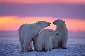 Kunstfotografie Polar bear with yearling cubs, JohnPitcher, (40 x 26.7 cm)
