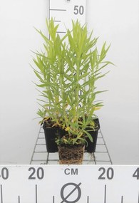 Aster novae-angliae 'Andenken an Alma Pötschke' - pot 9x9 cm -