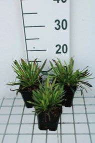 Lychnis alpina 'Plena' - pot 9x9 cm