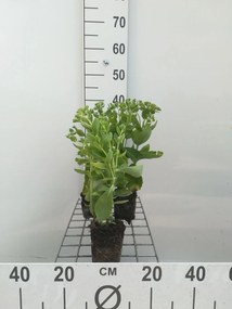 Sedum 'Herbstfreude' - pot 9x9 cm -