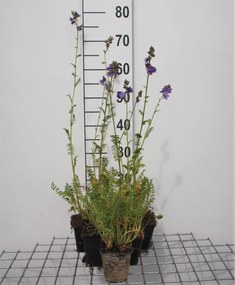 Polemonium caeruleum - pot 9x9 cm -