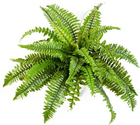 Kunstplant Varen Nephrolepis Boston - 60 cm