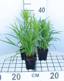 Liatris spicata - pot 9x9 cm -