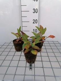 Echinacea purpurea - biopot ø8 cm
