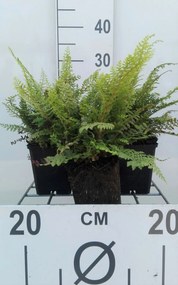 Polystichum setiferum 'Herrenhausen' - pot 9x9 cm -