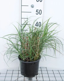 Miscanthus sinensis 'Strictus Dwarf' - pot 3L
