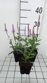 Veronicastrum virginicum 'Fascination' - pot 9x9 cm -