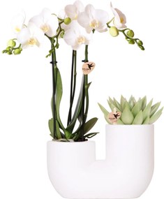 Combi deal - Orchidee Andorra + Succulent Miranda in pot Tube