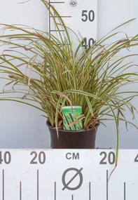 Carex morrowii 'Vanilla Ice' - pot 3L