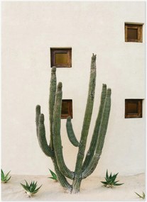 Poster Cabo Cactus IX