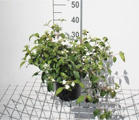 Viburnum plicatum 'Watanabe' - pot - 30-40 cm