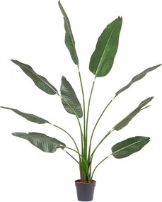 Outdoor kunstplant Strelitzia, H 180 cm