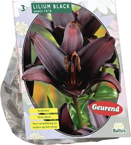Lelie Bloembollen Lilium - Diverse kleuren - Zomerbloeier - Majestueus